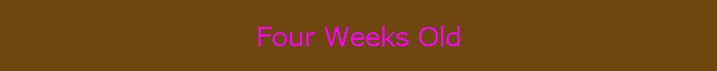 Four Weeks Old