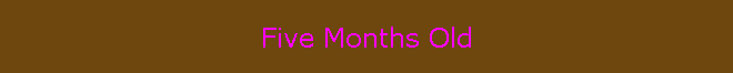 Five Months Old