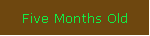 Five Months Old