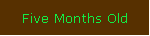 Five Months Old